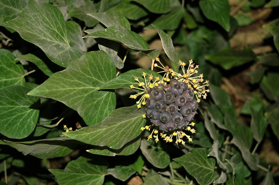 Navadni bršljan (<i>Hedera helix</i>), Vrhnika, 2008-02-23,    Bršljanov plod so črne jagode. (Foto: Benjamin Zwittnig)