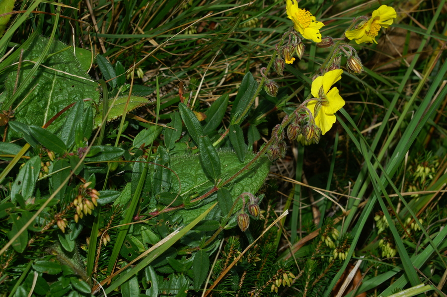 Jajčasti popon (<i>Helianthemum nummularium ssp. obscurum</i>), Gonte, 2006-10-11 (Foto: Benjamin Zwittnig)
