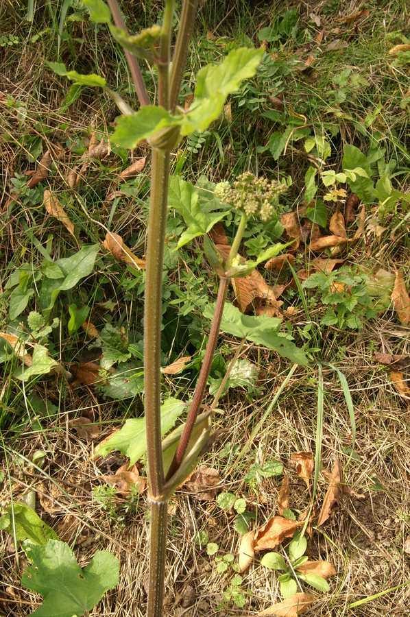 Navadni dežen (<i>Heracleum sphondylium ssp. sphondylium</i>), Setnica, 2009-10-18 (Foto: Benjamin Zwittnig)