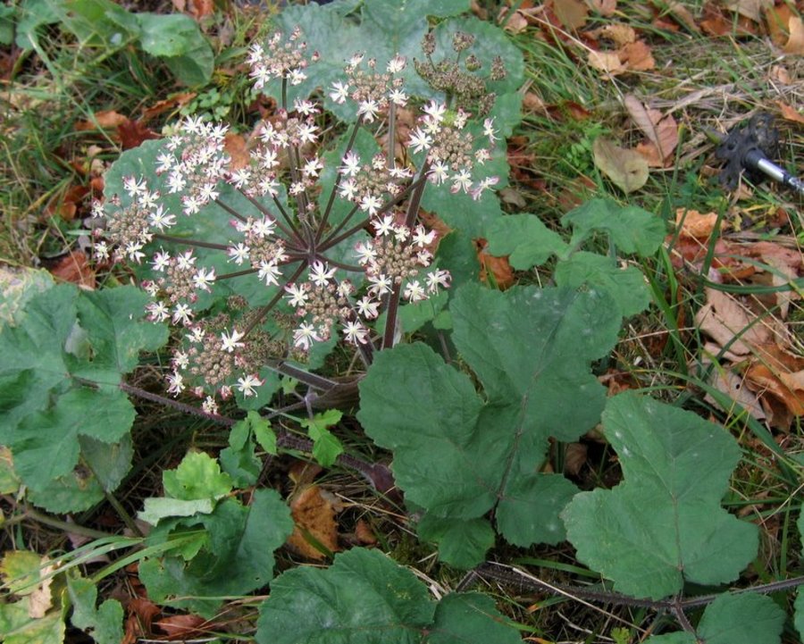 Navadni dežen (<i>Heracleum sphondylium ssp. sphondylium</i>), Polhograjska grmada, 2008-10-27 (Foto: Boris Gaberšček)