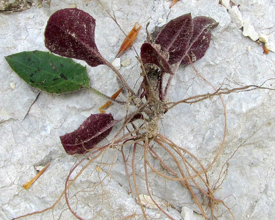 Razcepljena škržolica (<i>Hieracium bifidum</i>), Sev. pobočje Kamniškega vrha (ob gozdni cesti), 2011-05-21 (Foto: Boris Gaberšček)