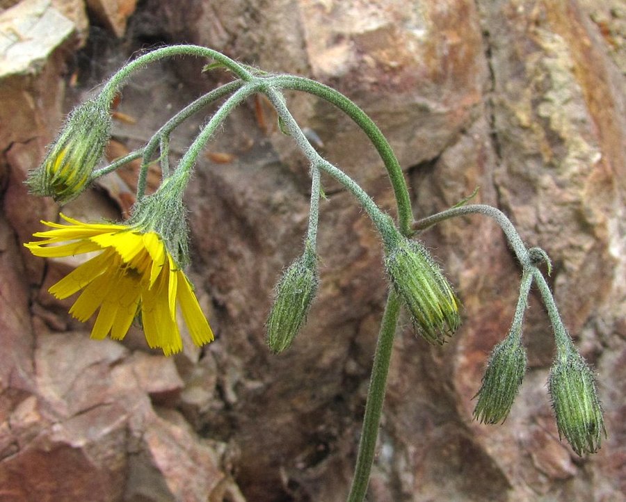 Razcepljena škržolica (<i>Hieracium bifidum</i>), Sev. pobočje Kamniškega vrha (ob gozdni cesti), 2011-05-21 (Foto: Boris Gaberšček)