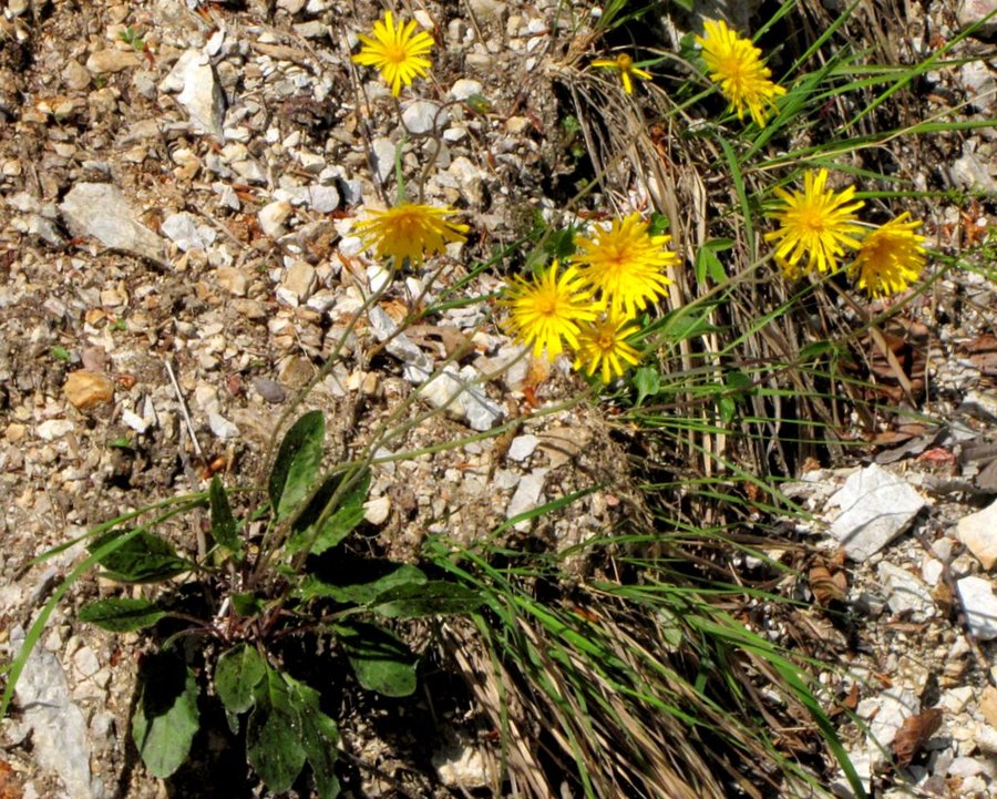 Razcepljena škržolica (<i>Hieracium bifidum</i>), Sev. pobočje Kamniškega vrha (ob gozdni cesti), 2011-05-27 (Foto: Boris Gaberšček)
