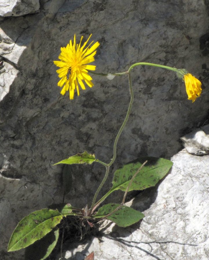 Razcepljena škržolica (<i>Hieracium bifidum</i>), Sev. pobočje Kamniškega vrha (ob gozdni cesti), 2011-05-27 (Foto: Boris Gaberšček)
