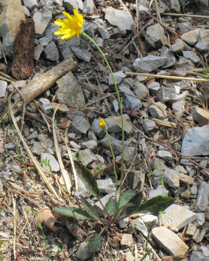 Razcepljena škržolica (<i>Hieracium bifidum</i>), Polhograjska Grmada  – (ob stezi nad vasjo Ravnek), 2011-05-29 (Foto: Boris Gaberšček)