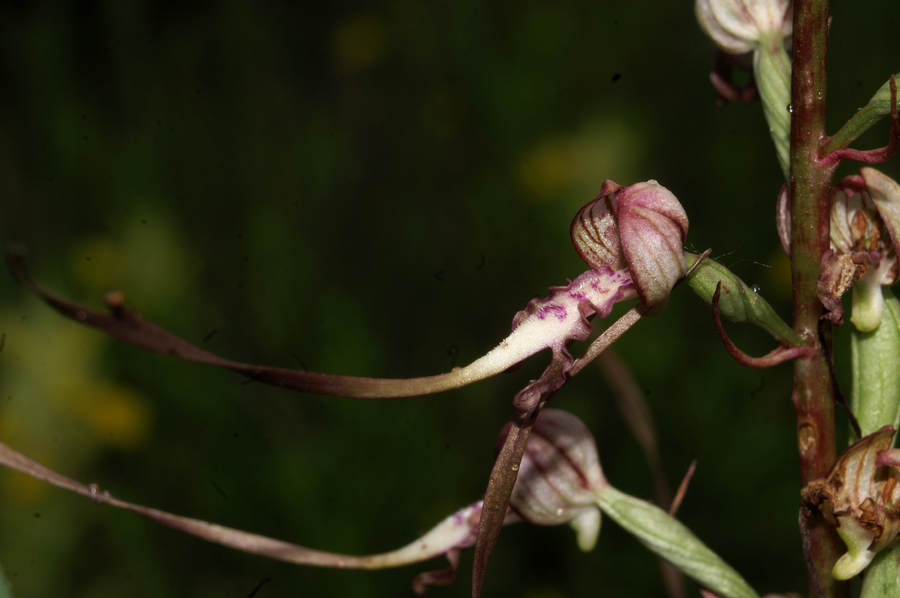 Jadranska smrdljiva kukavica (<i>Himantoglossum adriaticum</i>), 2007-06-07 (Foto: Benjamin Zwittnig)