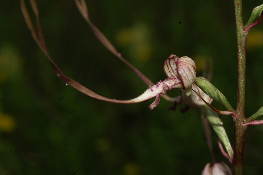 Jadranska smrdljiva kukavica (<i>Himantoglossum adriaticum</i>), 2007-06-07 (Foto: Benjamin Zwittnig)