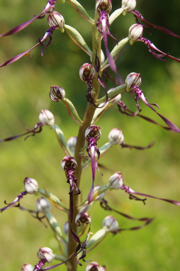 Jadranska smrdljiva kukavica (<i>Himantoglossum adriaticum</i>), 2013-06-15 (Foto: Benjamin Zwittnig)