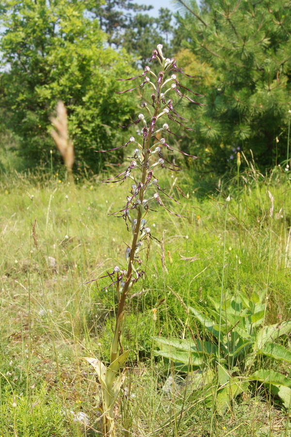 Jadranska smrdljiva kukavica (<i>Himantoglossum adriaticum</i>), 2013-06-15 (Foto: Benjamin Zwittnig)