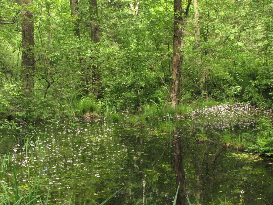Vodna grebenika (<i>Hottonia palustris</i>), Lj. barje, 2010-05-17 (Foto: Martin Meznarič)