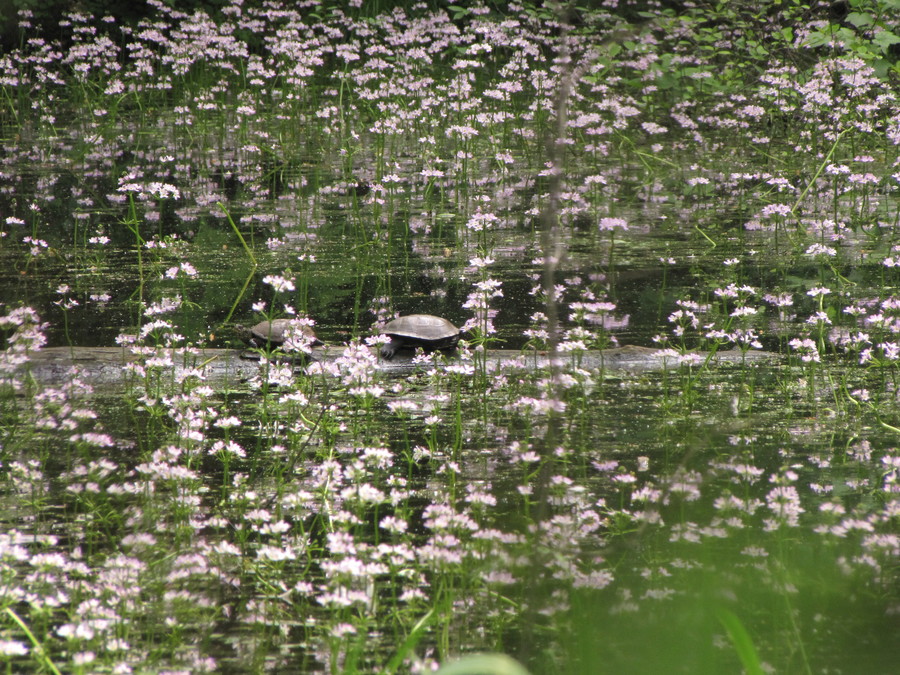 Vodna grebenika (<i>Hottonia palustris</i>), Lj. barje, 2010-05-17 (Foto: Martin Meznarič)