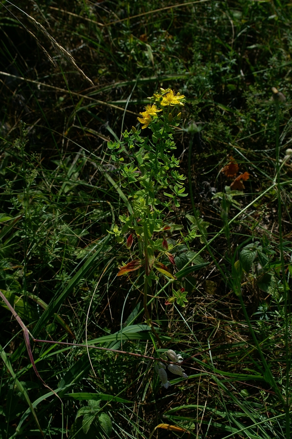 Šentjanževka (<i>Hypericum perforatum</i>), Fridrihštajn, 2006-07-08 (Foto: Benjamin Zwittnig)