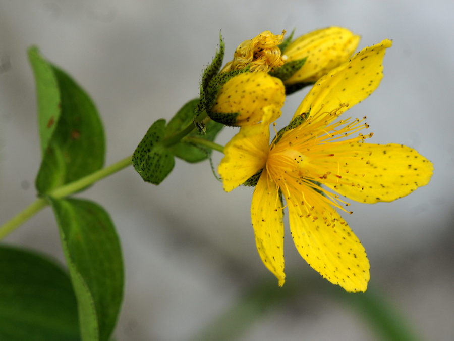 Richerjeva krčnica (<i>Hypericum richeri ssp. grisebachii</i>), Ždrocle, 2015-07-04 (Foto: Benjamin Zwittnig)