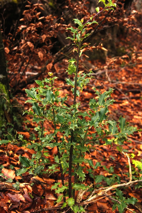 Navadna bodika (<i>Ilex aquifolium</i>), Gornji Ig, 2016-01-10 (Foto: Benjamin Zwittnig)