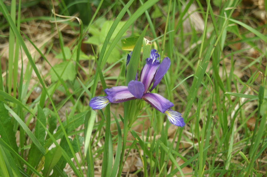 Travnatolistna perunika (<i>Iris graminea</i>), 2008-06-01 (Foto: Benjamin Zwittnig)