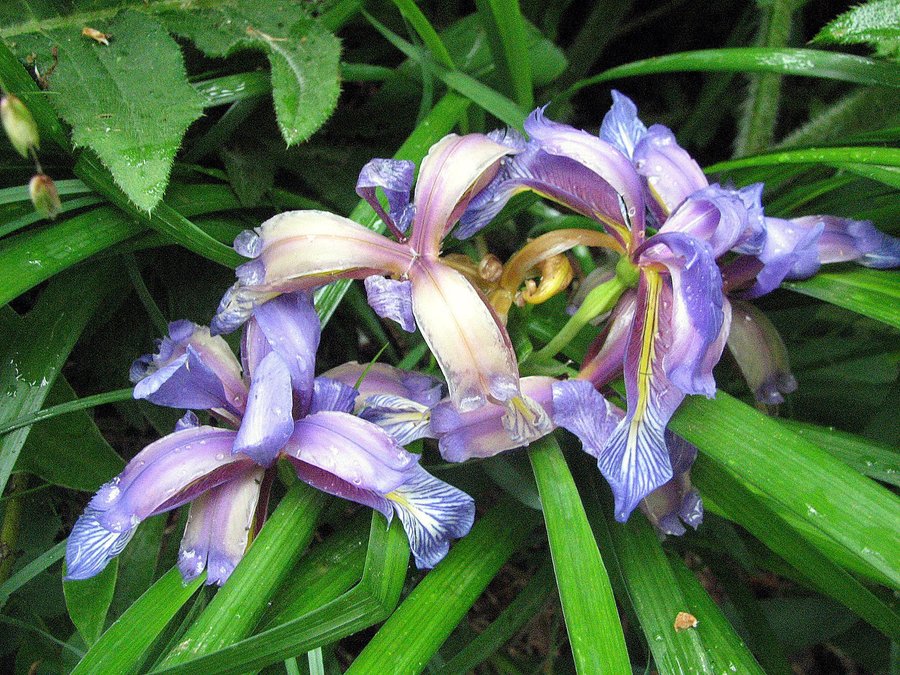 Travnatolistna perunika (<i>Iris graminea</i>), 2007-05-30 (Foto: Sonja Kostevc)