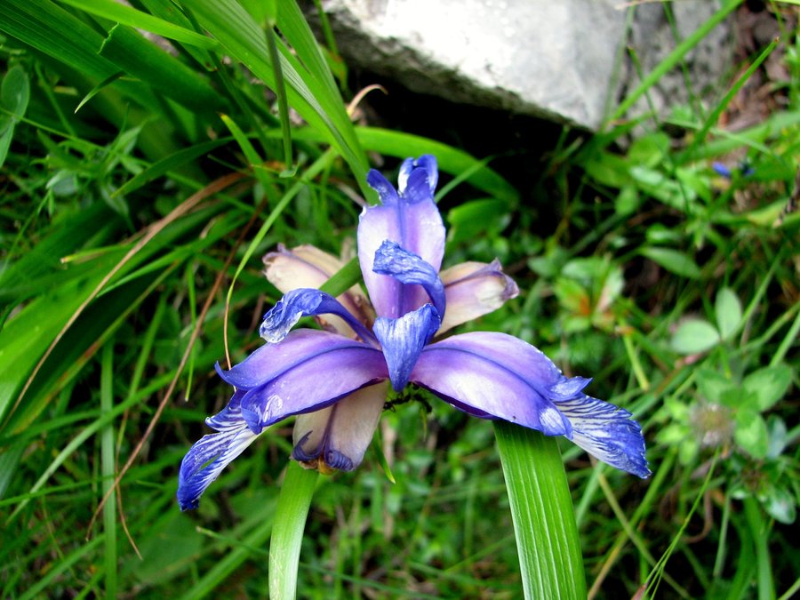 Travnatolistna perunika (<i>Iris graminea</i>), 2009-07-11 (Foto: Sonja Kostevc)