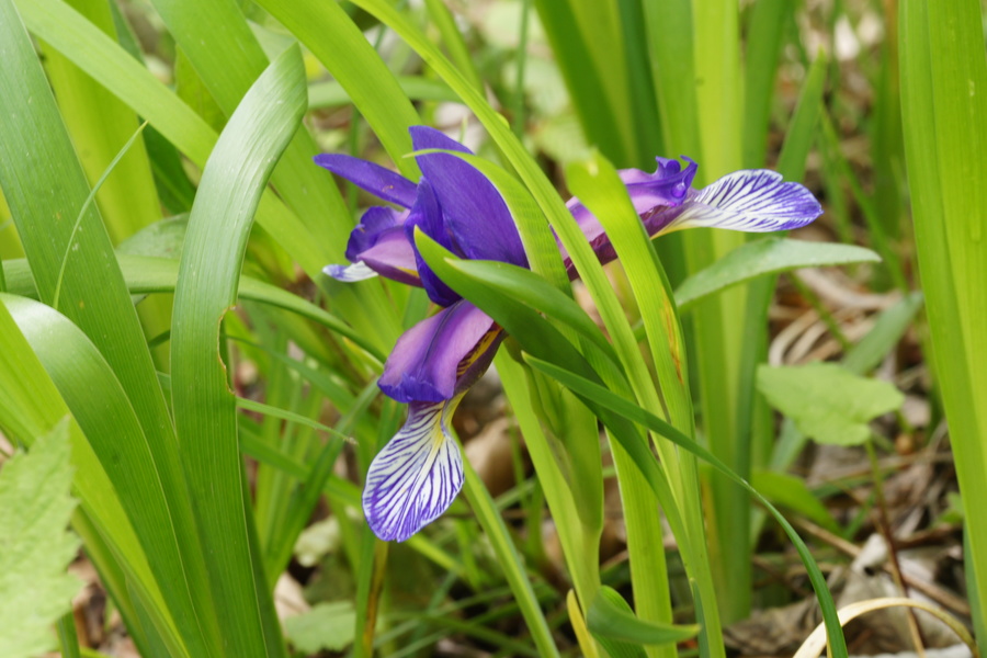 Travnatolistna perunika (<i>Iris graminea</i>), 2014-05-17 (Foto: Benjamin Zwittnig)