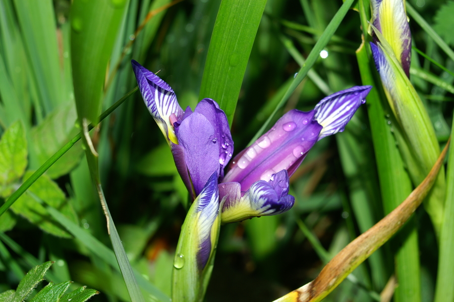 Travnatolistna perunika (<i>Iris graminea</i>), 2006-06-03 (Foto: Benjamin Zwittnig)