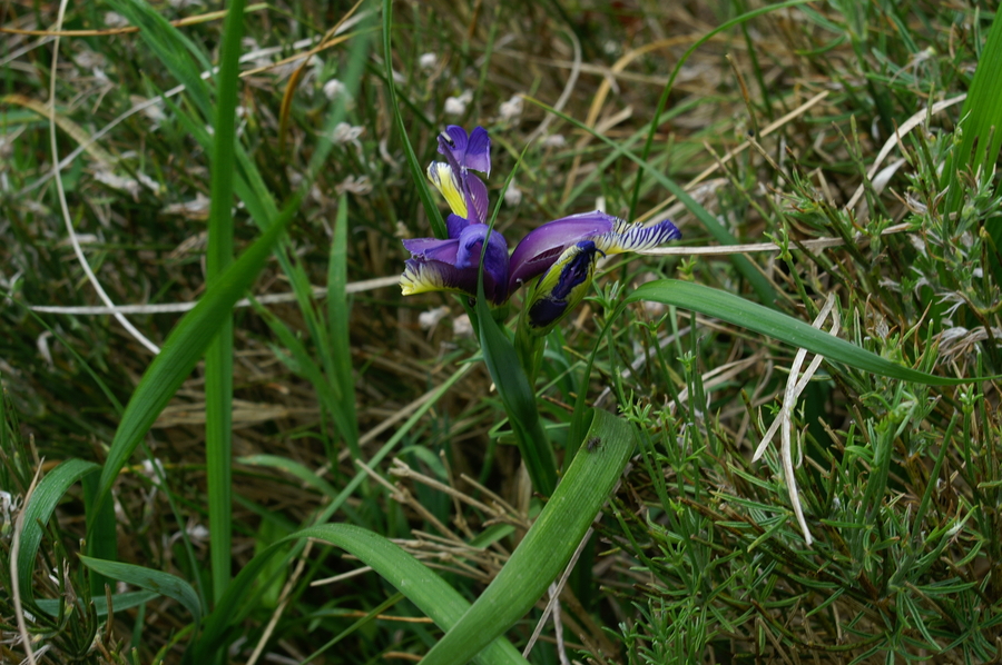 Travnatolistna perunika (<i>Iris graminea</i>), 2006-06-29 (Foto: Benjamin Zwittnig)