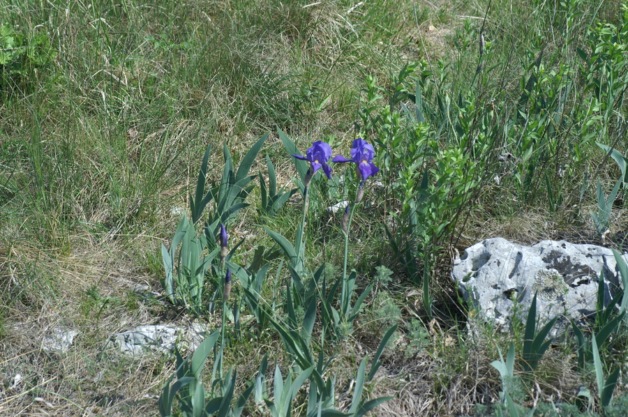 Ilirska perunika (<i>Iris pallida ssp. illyrica</i>), Podpeč (Kraški rob), 2007-04-28 (Foto: Benjamin Zwittnig)