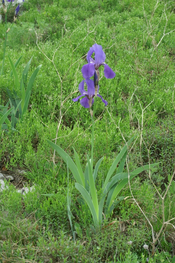 Ilirska perunika (<i>Iris pallida ssp. illyrica</i>), Otlica, 2006-05-21 (Foto: Benjamin Zwittnig)