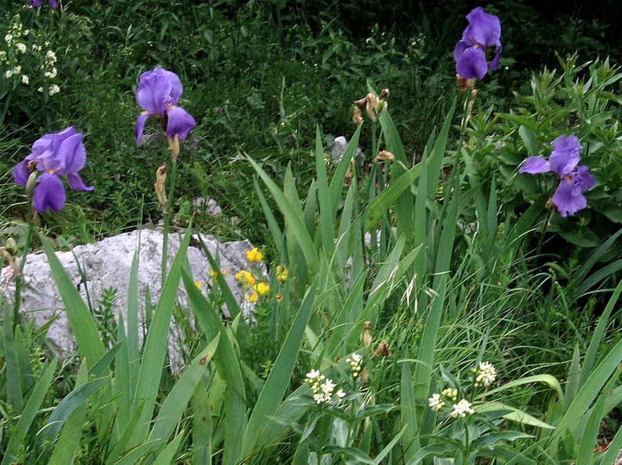 Južnoalpska perunika (<i>Iris pallida ssp. cengialti</i>), 2010-06-08 (Foto: Boris Gaberšček)