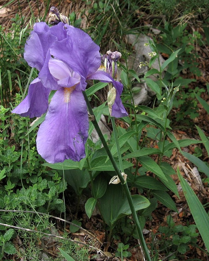 Južnoalpska perunika (<i>Iris pallida ssp. cengialti</i>), 2010-06-08 (Foto: Boris Gaberšček)