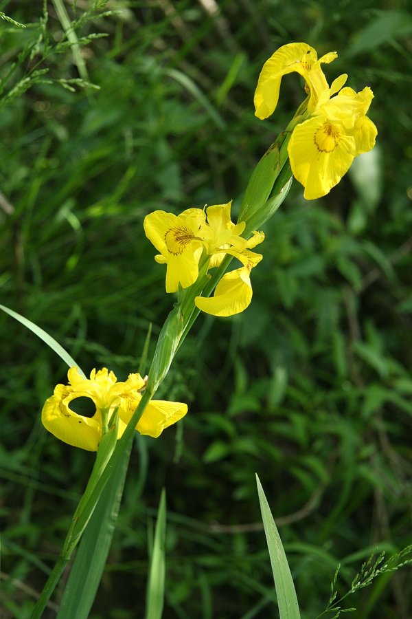 Močvirska perunika (<i>Iris pseudacorus</i>), 2009-05-18 (Foto: Sonja Kostevc)