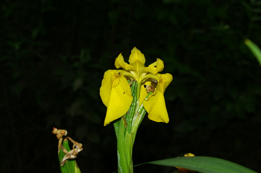 Močvirska perunika (<i>Iris pseudacorus</i>), 2006-06-03 (Foto: Benjamin Zwittnig)