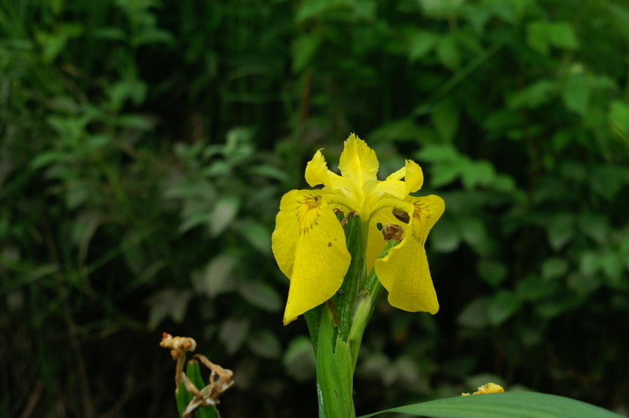 Močvirska perunika (<i>Iris pseudacorus</i>), 2006-06-03 (Foto: Benjamin Zwittnig)