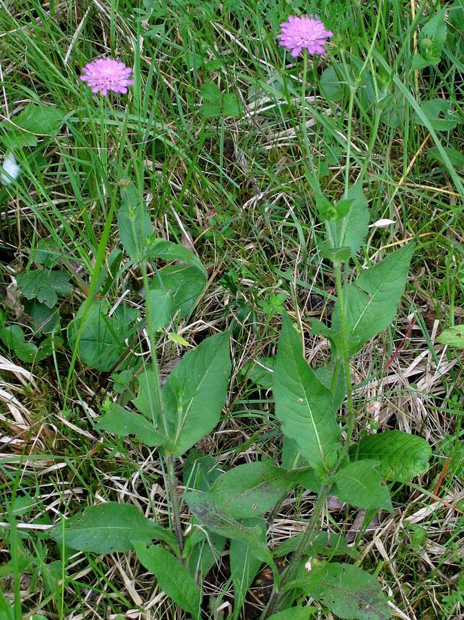 Ogrsko grabljišče (<i>Knautia drymeia ssp drymeia</i>), okolica Grosuplja, 2012-06-03 (Foto: Boris Gaberšček)