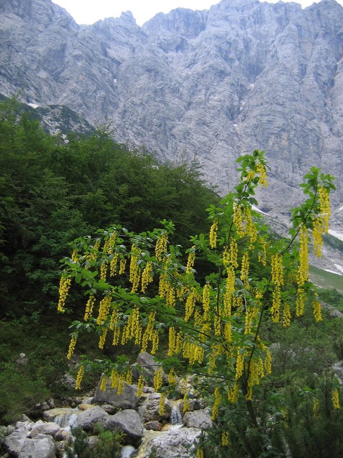 Alpski nagnoj (<i>Laburnum alpinum</i>), dolina Vrata, 2007-06-10 (Foto: Boris Gaberšček)