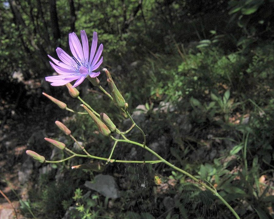 Trpežna ločika (<i>Lactuca perenis</i>), vrh Grmade (Šmarna gora), 2009-06-09 (Foto: Boris Gaberšček)