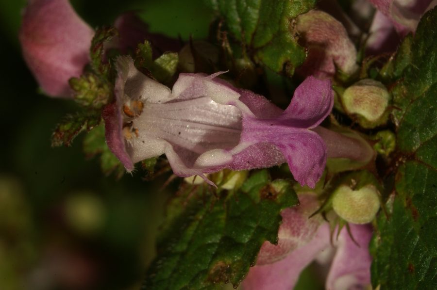Škrlatnordeča mrtva kopriva (<i>Lamium purpureum</i>), Belca (Polhov Gradec), 2007-04-01 (Foto: Benjamin Zwittnig)