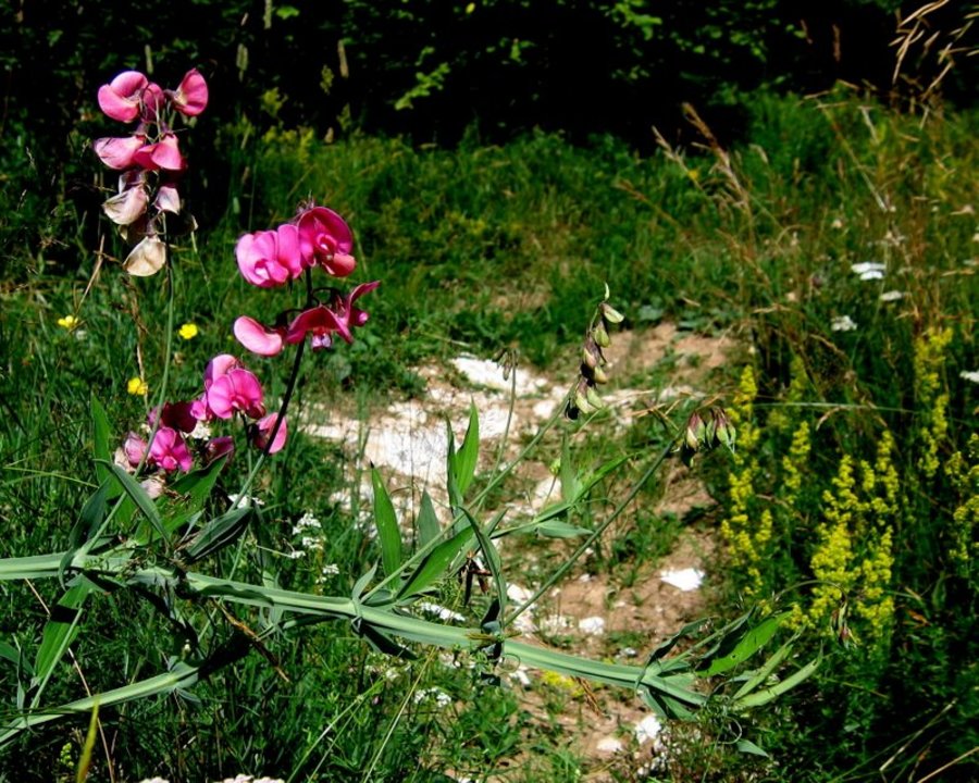 Širokolistni grahor (<i>Lathyrus latifolius</i>), Hrušica, 2009-08-08 (Foto: Boris Gaberšček)