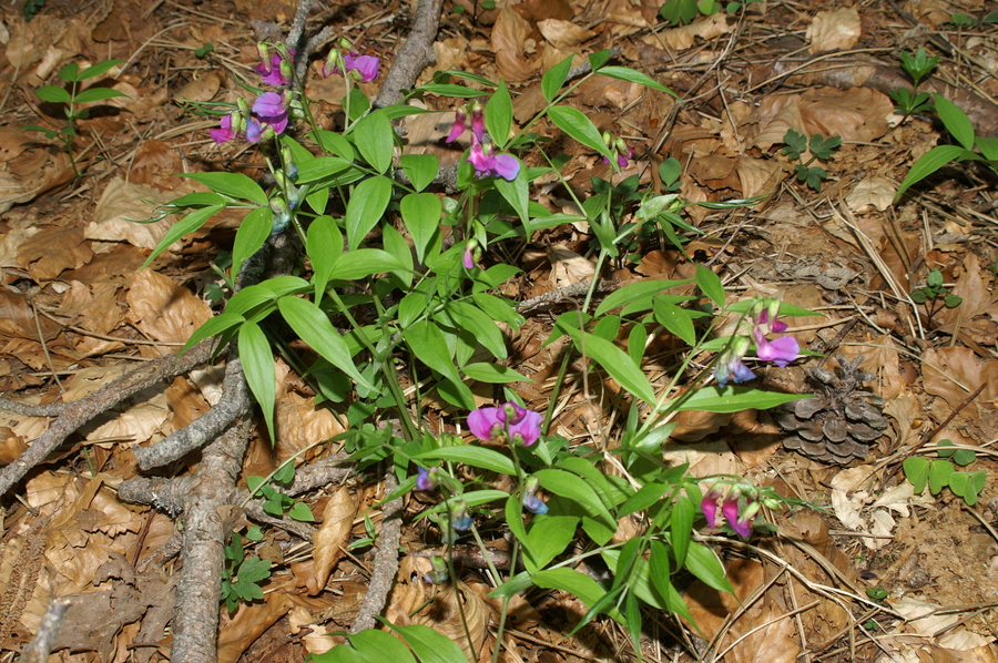 Spomladanski grahor (<i>Lathyrus vernus ssp. vernus</i>), Vremščica, 2007-04-15 (Foto: Benjamin Zwittnig)
