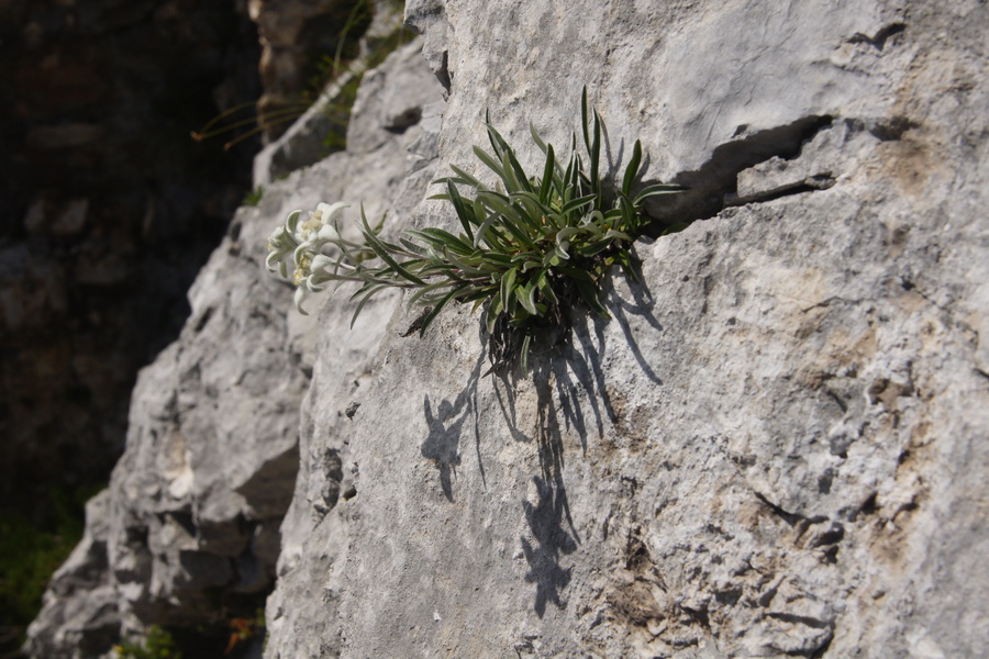 Planika (<i>Leontopodium alpinum</i>), 2013-08-11 (Foto: Benjamin Zwittnig)