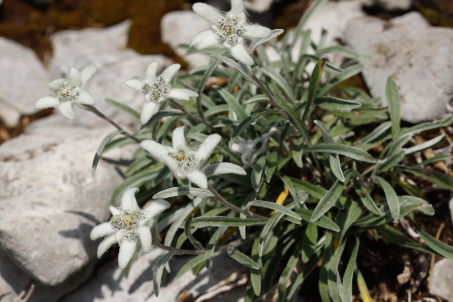 Planika (<i>Leontopodium alpinum</i>), 2015-07-04 (Foto: Benjamin Zwittnig)