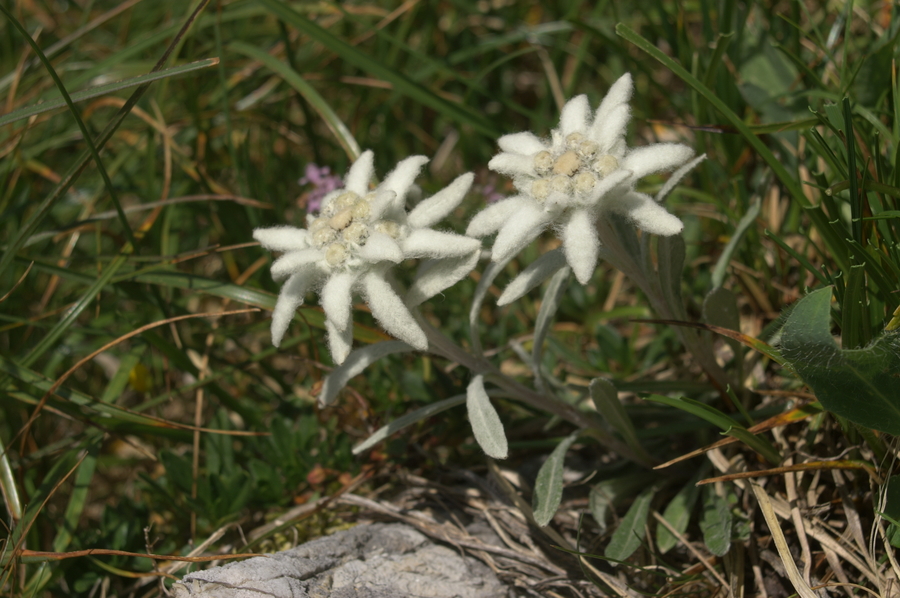 Planika (<i>Leontopodium alpinum</i>), 2007-07-22 (Foto: Benjamin Zwittnig)