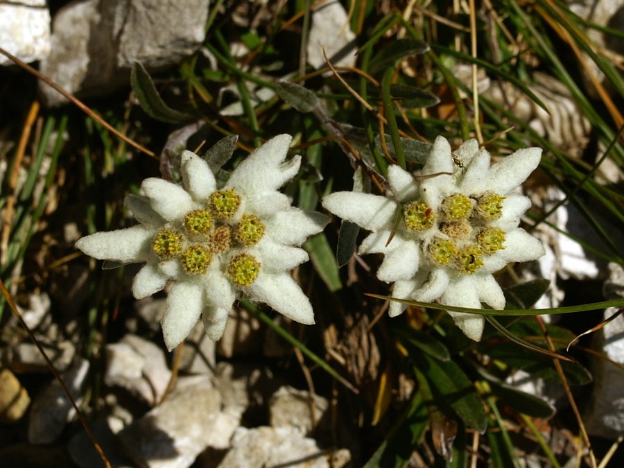 Planika (<i>Leontopodium alpinum</i>), 2006-09-01 (Foto: Benjamin Zwittnig)
