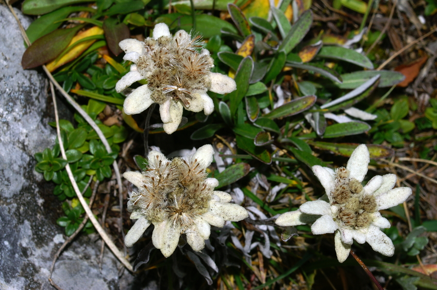 Planika (<i>Leontopodium alpinum</i>), 2006-09-23 (Foto: Benjamin Zwittnig)