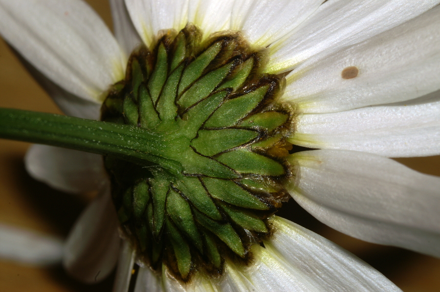 Navadna ivanjščica (<i>Leucanthemum ircutianum</i>), Setnica, 2008-06-01 (Foto: Benjamin Zwittnig)