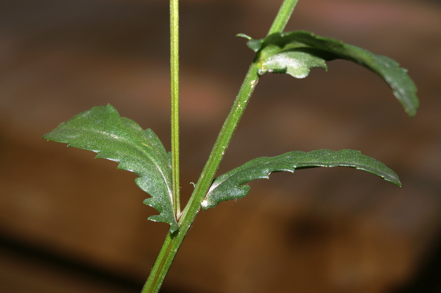 Navadna ivanjščica (<i>Leucanthemum ircutianum</i>), Setnica, 2008-06-01 (Foto: Benjamin Zwittnig)