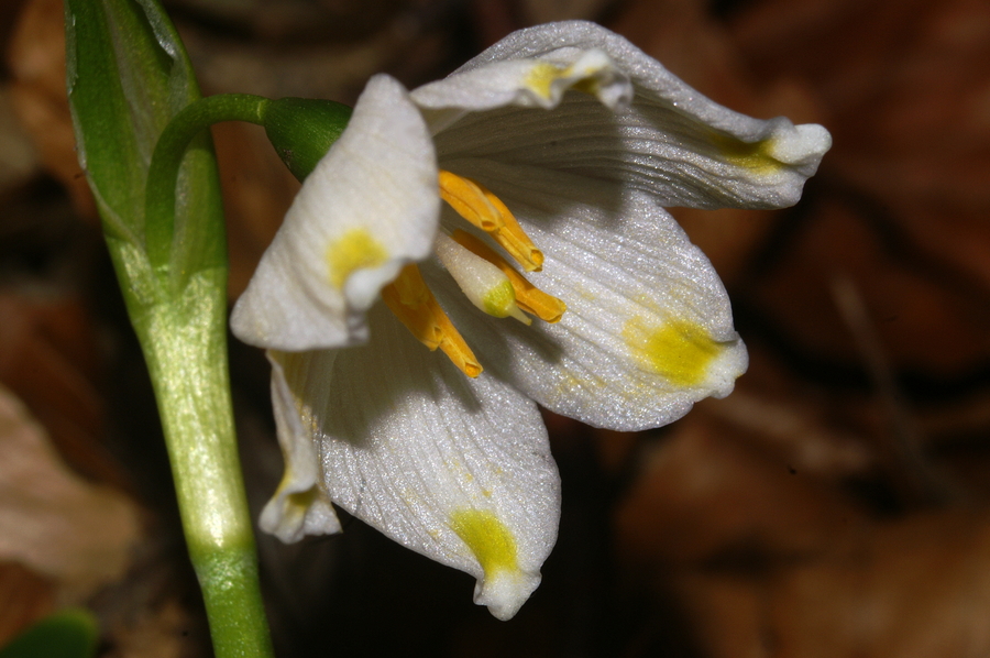Veliki pomladni zvonček (<i>Leucojum vernum</i>), 2008-02-24 (Foto: Benjamin Zwittnig)