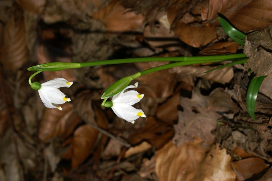 Veliki pomladni zvonček (<i>Leucojum vernum</i>), 2007-03-04 (Foto: Benjamin Zwittnig)