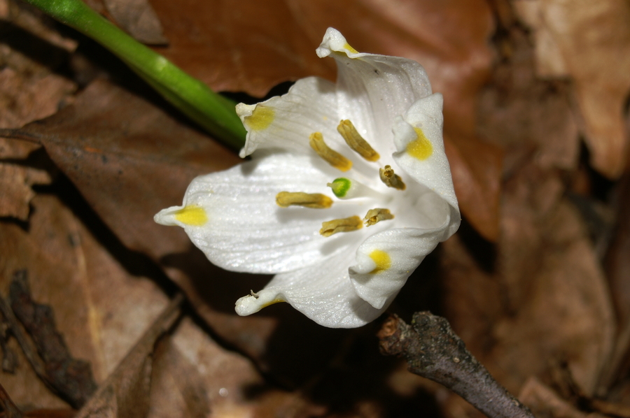 Veliki pomladni zvonček (<i>Leucojum vernum</i>), 2007-03-04 (Foto: Benjamin Zwittnig)