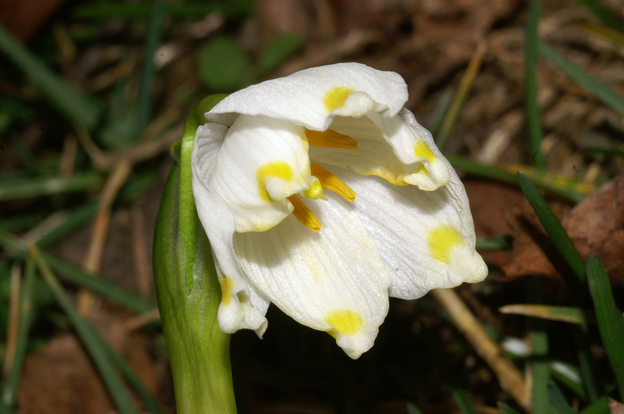 Veliki pomladni zvonček (<i>Leucojum vernum</i>), 2007-02-24 (Foto: Benjamin Zwittnig)
