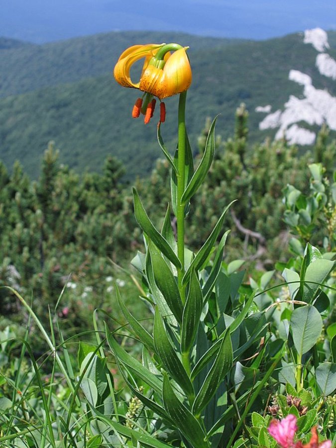 Kranjska lilija (<i>Lilium carniolicum</i>), 2009-07-14 (Foto: Boris Gaberšček)