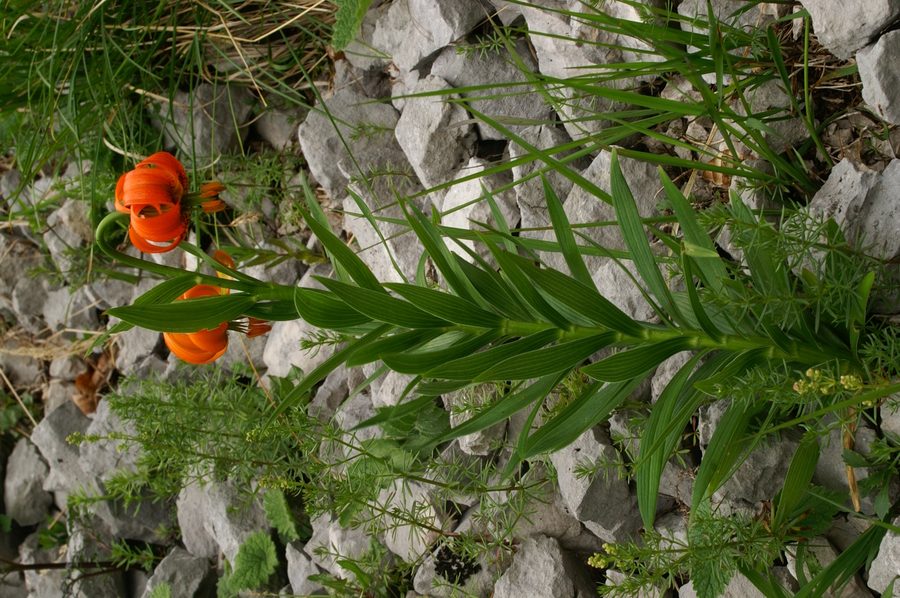 Kranjska lilija (<i>Lilium carniolicum</i>), 2006-06-23 (Foto: Benjamin Zwittnig)